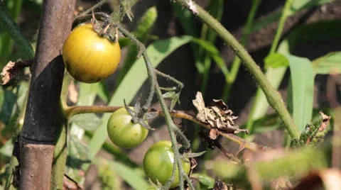 Organic Green Tomatoes 2 Stock Footage 24923737