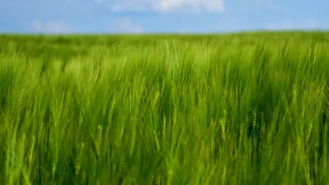 Organic green wheat Stock Footage 137262028