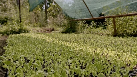 Organic greenhose Stock Footage 171554664