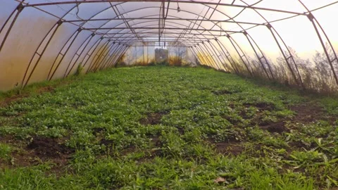Organic greenhouse Stock Footage 171580397
