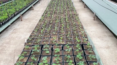 Organic greenhouse. Stock Footage 181034663