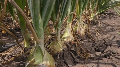 Organic growing  onion Stock Footage 171579927