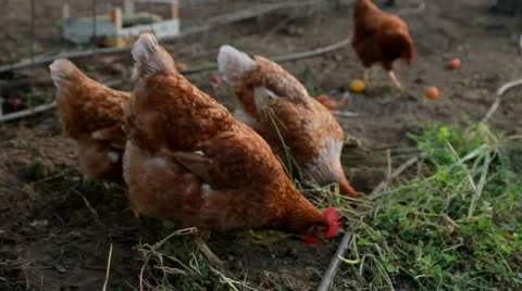Organic grown chickens eating Stock Footage