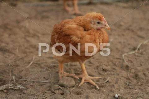 Organic grown little chicken. Stock Photos