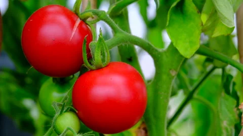 Organic grown tomatoe Stock Footage 246549536