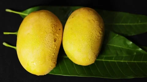 Organic Hapus mango harvest featuring fresh tropical fruits and natural texture Stock Footage 337140642