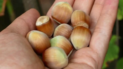 Organic hazelnut falling on gray background. Close-up of a beautiful walnut. A Stock Footage 147186722