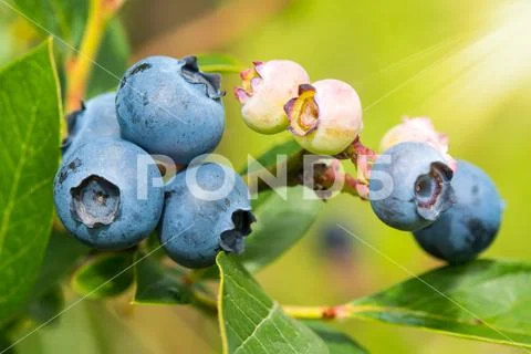 Organic heathberries at summer garden Stock Photos