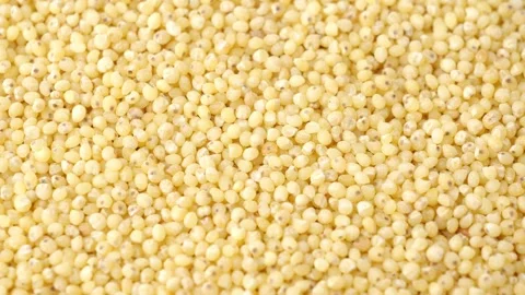 Organic hulled millet Stock Footage 252986511
