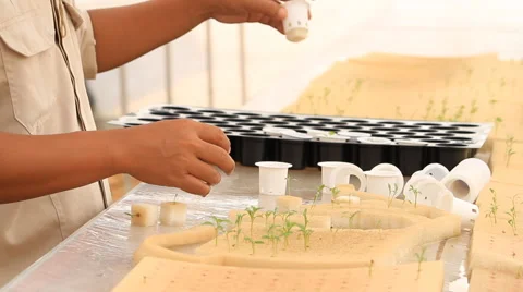 Organic hydroponic vegetable farm Stock Footage 48216295