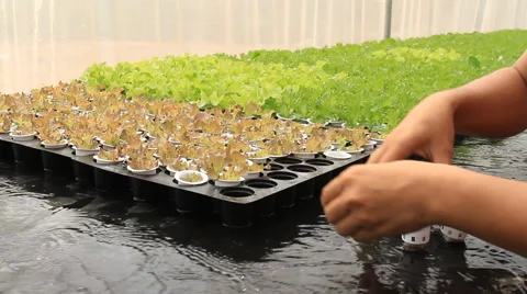 Organic hydroponic vegetable Stock Footage 48216000