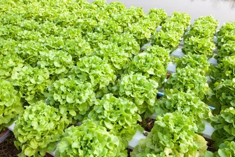 Organic hydroponic vegetable garden Stock Photos