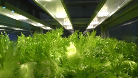 Organic hydroponic vegetable grow with LED Light Indoor farm Stock Footage 137237710