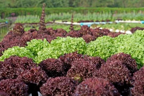 Organic hydroponic vegetable Stock Photos