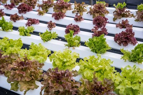 Organic hydroponic vegetable. Stock Photos