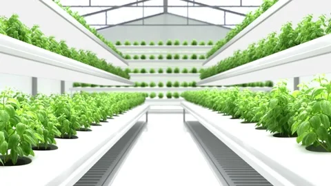 Organic Hydroponics Vegetable Farm Stock Footage 189747298