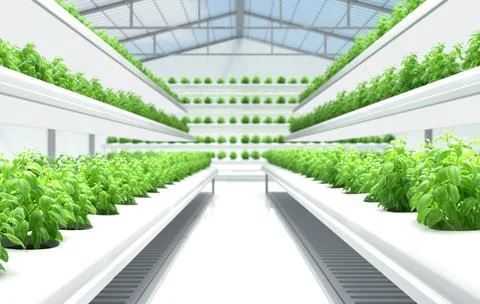 Organic Hydroponics Vegetable Farm. Stock Illustration