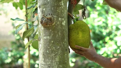 Organic Jackfruit Cultivation Farmer Hands Checking Fruit Quality on Tree. Stock Footage 336403633