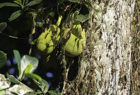 Organic Jackfruit or jack fruit hanging from tree Stock Photos