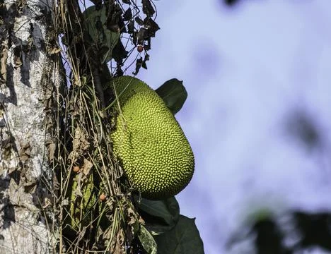 Organic Jackfruit or jack fruit hanging from tree Stock Photos