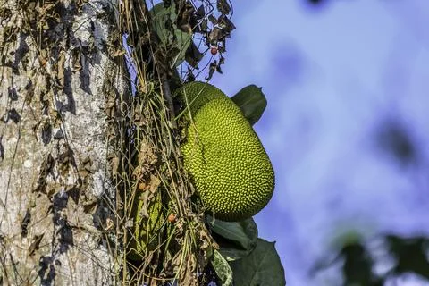 Organic Jackfruit or jack fruit hanging from tree Stock Photos