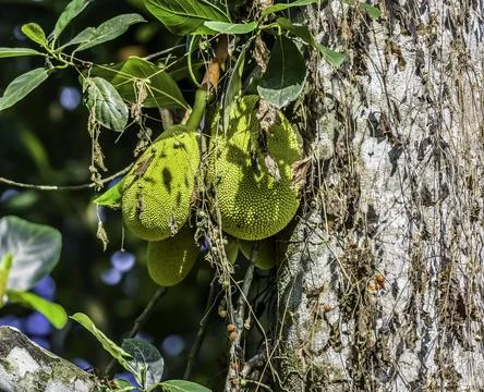 Organic Jackfruit or jack fruit hanging from tree Stock Photos