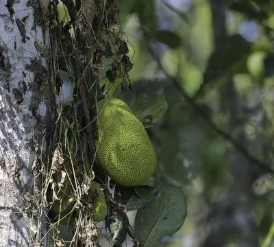Organic Jackfruit or jack fruit hanging from tree Stock Photos