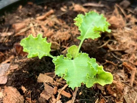 Organic kale (2) Фото