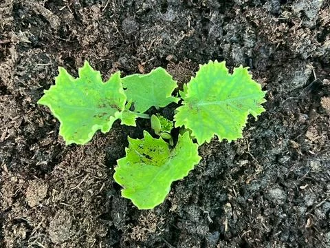 Organic kale (5) Photos