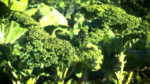 Organic kale in a field. Stock Footage 91224079