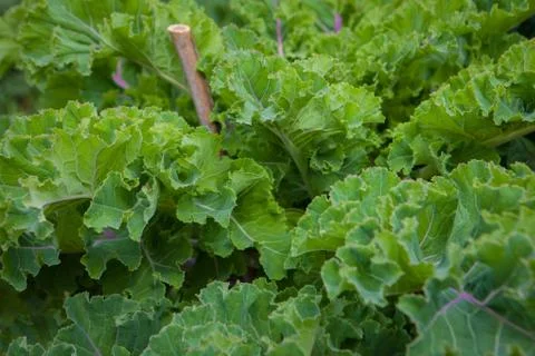 Organic kale Stock Photos