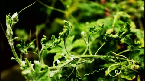 Organic kitchen garden Stock Footage 79201214