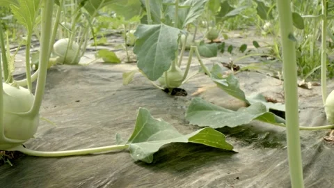 Organic kohlrabi Stock Footage 171557302
