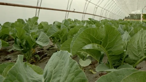 Organic kohlrabi Stock Footage 171557441