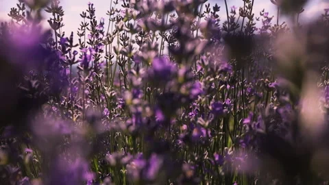 Organic lavender field while blooming in summer Stock Footage 136599178