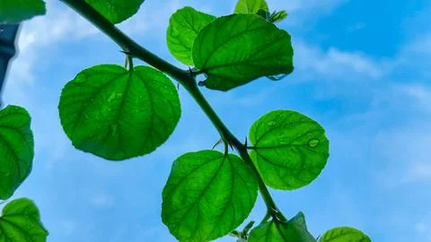Organic leaf patterns under perfect blue heaven Stock Photos