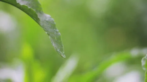 Organic Leaf Water Drip Stock Footage 727616