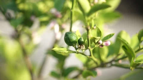 Organic Lemon Farm Stock Footage 328964546