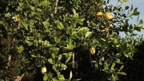 Organic lemon growing on a tree, softly moving with the wind in a calm outdoor s Stock Footage 331925902