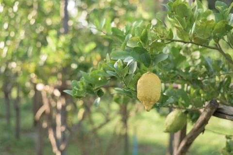 Organic lemon Foto stock
