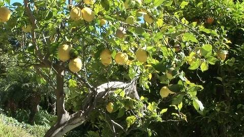 Organic Lemon Tree Stock Footage 90105288