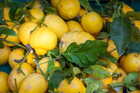 Organic lemons Stock Photos