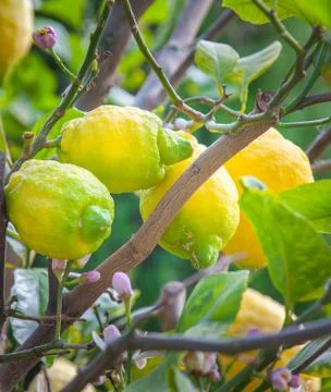Organic lemons Stock Photos