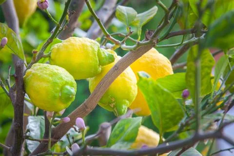Organic lemons Stock Photos