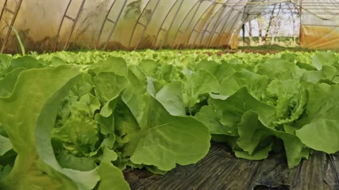 Organic lettuce Stock Footage 171580473