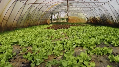 Organic lettuce Stock Footage 171580501
