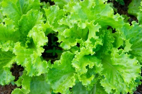 Organic lettuce Stock Photos