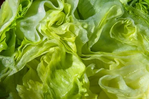 Organic lettuce texture Stock Photos
