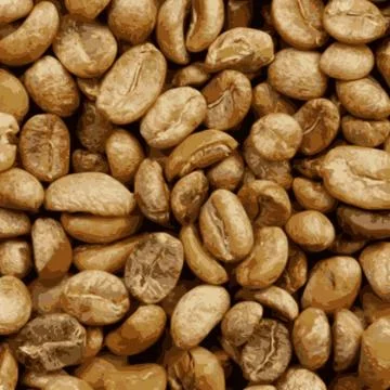 Organic lightbrown coffee beans Stock Illustration