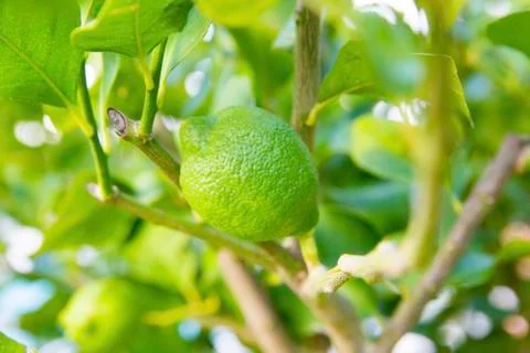 Organic lime tree Stock Photos